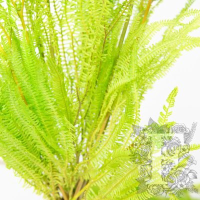 Helecho Fern -  Bunch