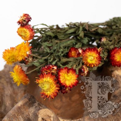 Helichrysum - Bunch