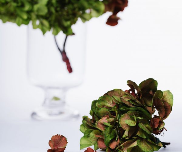 Hydrangea, Gypsophilia, Jasmine, Cala Lilly, Carnations are a few of the spectacular preserved flowers we stock. Preserved at their freshest, to give you and your customer a long lasting Fora experience.
