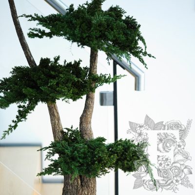 Jumbo Juniperus