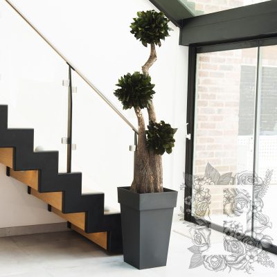 Jumbo Salal - 1.9 METRE