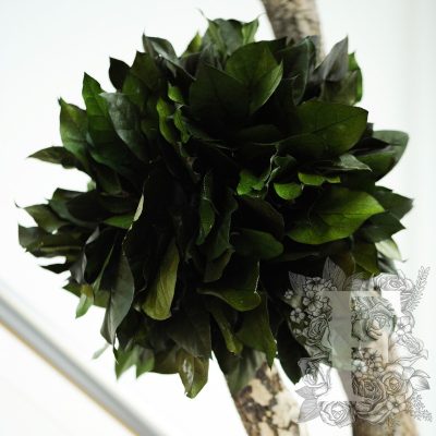 Jumbo Salal - 1.9 METRE