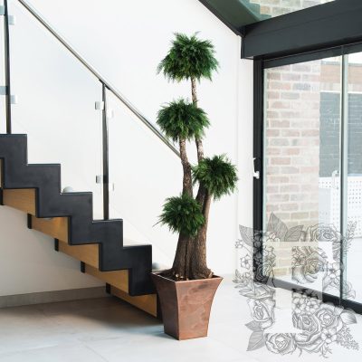 Jumbo Thuja - 1.9 METRE