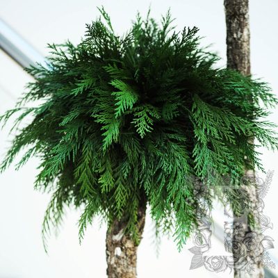 Jumbo Thuja - 1.9 METRE