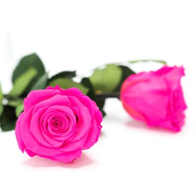 RoseAmor - LL+ Roses - 6 Heads
