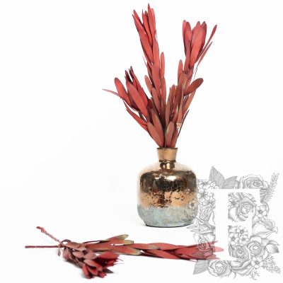 Leucadendron - Safari - 5 Stems