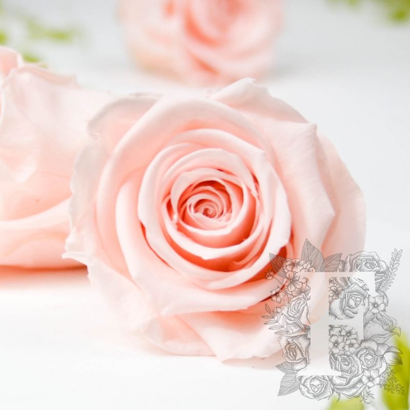 Porcelain pink