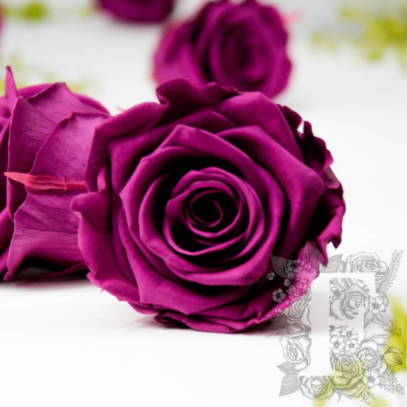Velvet Plum