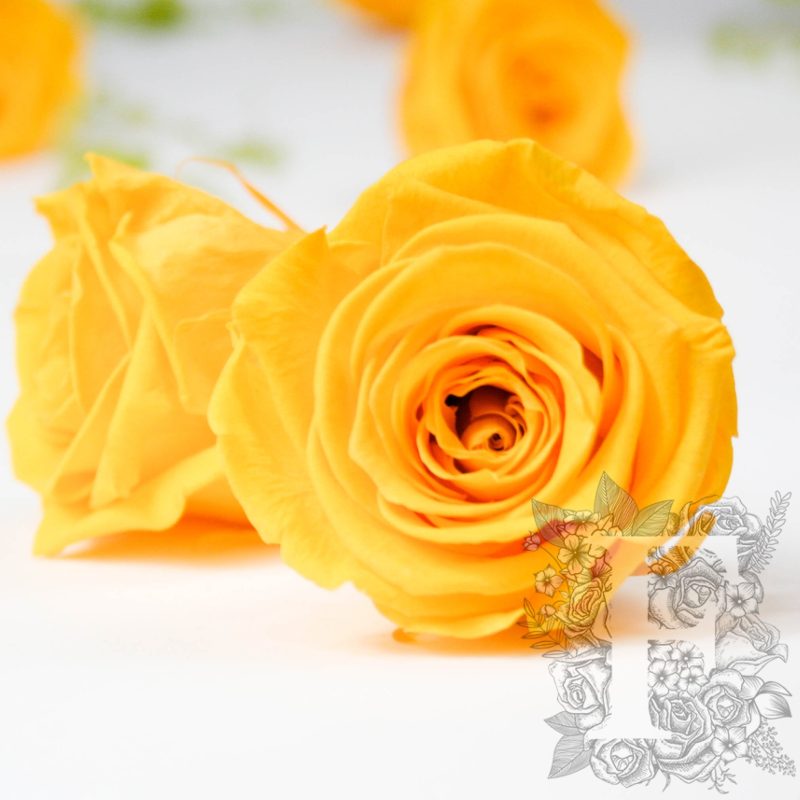 Sunny Yellow