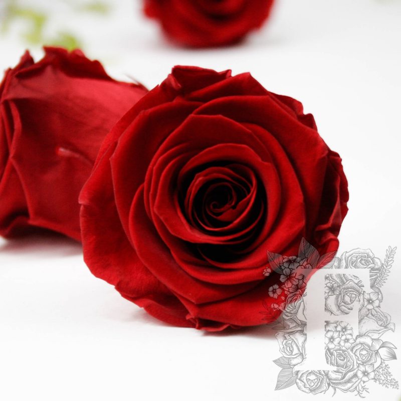 Vibrant Red