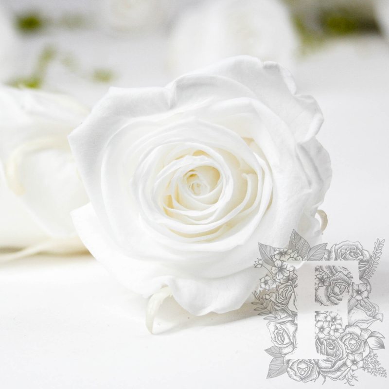 Pure White