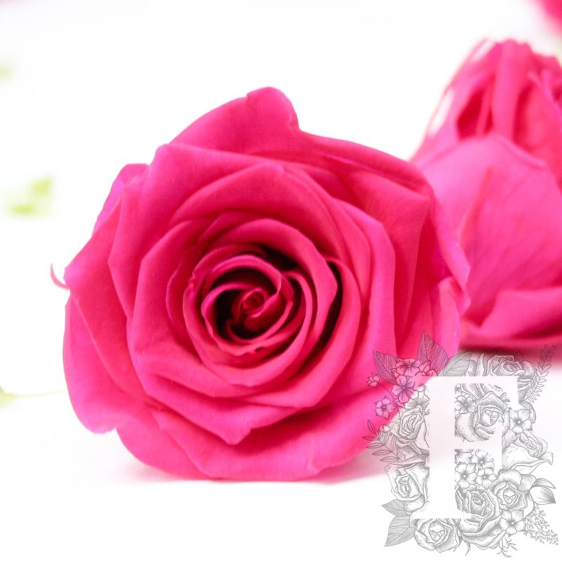 Hot Pink