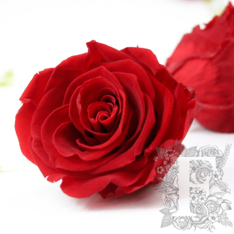Vibrant Red