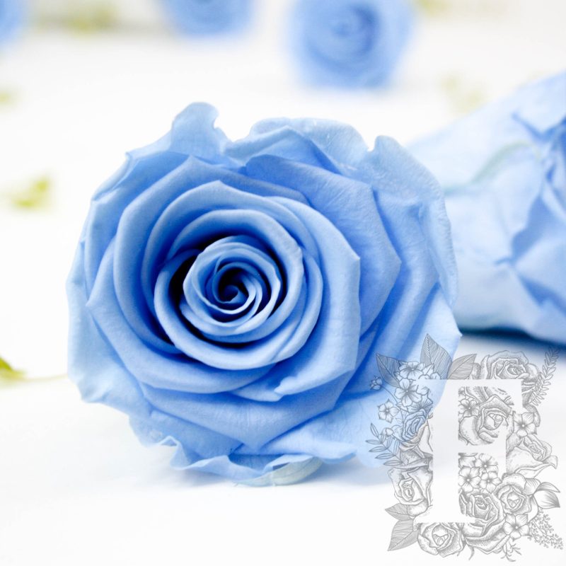 Baby Blue