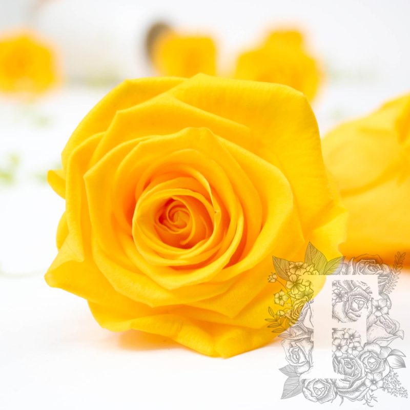 Sunny Yellow