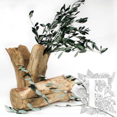 Olive Branch - Bunch