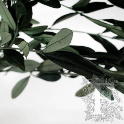 Olive Branch - Bunch