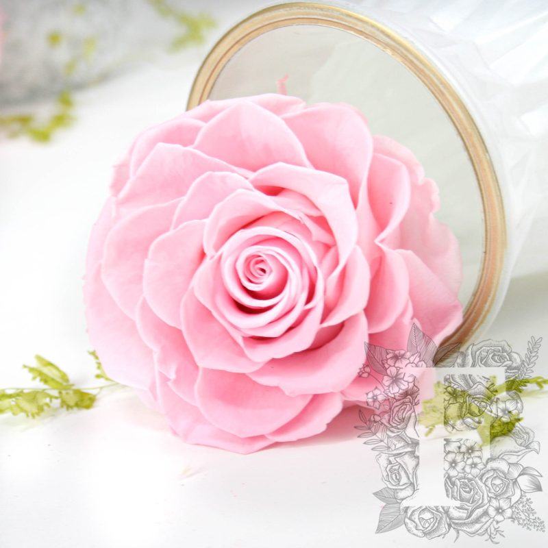 Bridal Pink