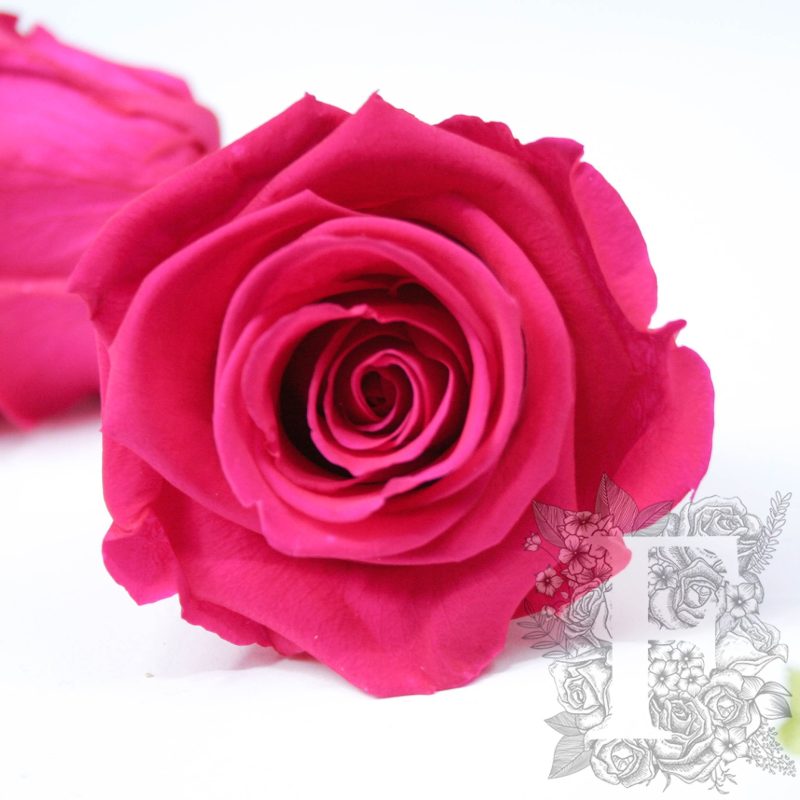 Hot pink