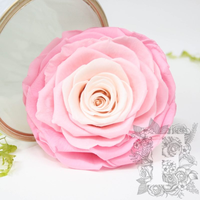 Pink ombre bic