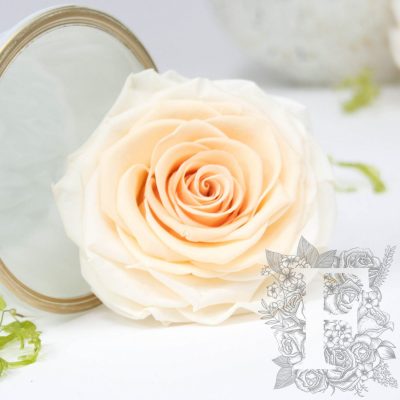 Kiara - Solitario - Ombre - 1 Head