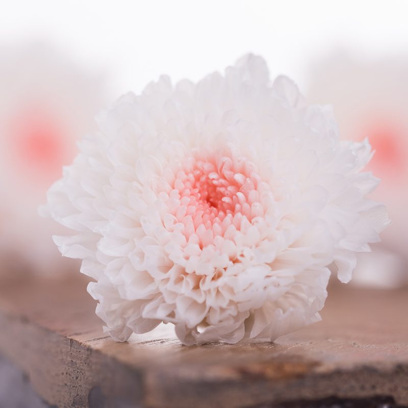 White Pink