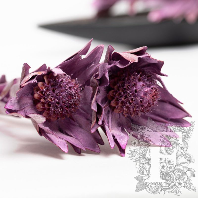 Frosted Purple