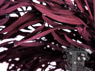 NicolRED01 3