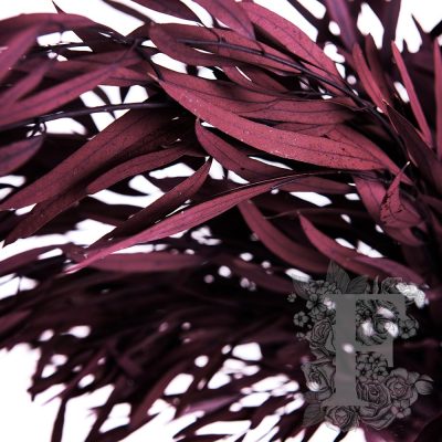 NicolRED01 3