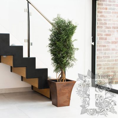 Nicoly Tree
