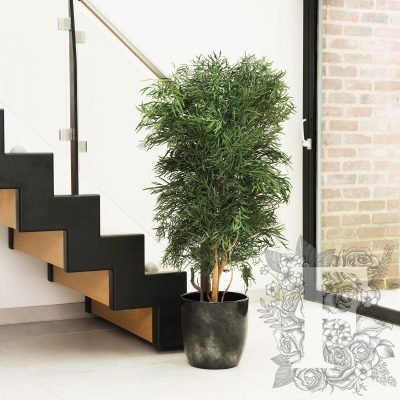 Nicoly Tree