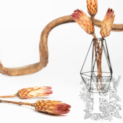 Obtusifolia - 3 Stems