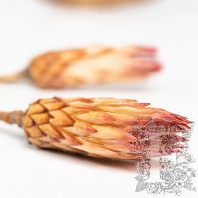 Obtusifolia - 3 Stems