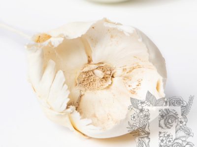 Palm Cap Ivory 2