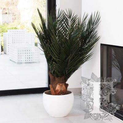 Palm Phoenix