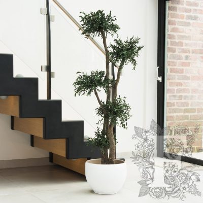Jumbo Parvifolia
