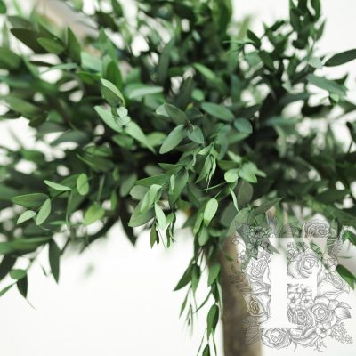 Jumbo Parvifolia