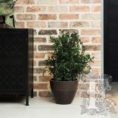 Parvifolia Plant