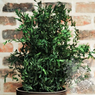 Parvifolia Plant