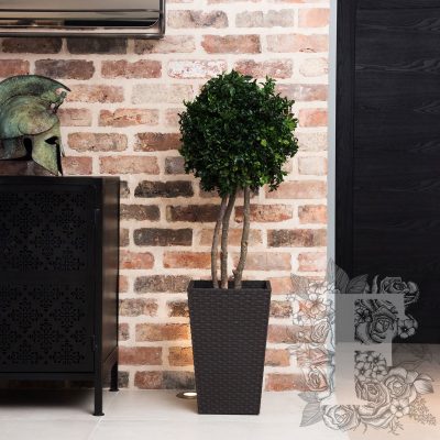 Pittosporum Crown