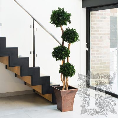 Jumbo Pittosporum
