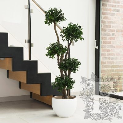 Jumbo Pittosporum