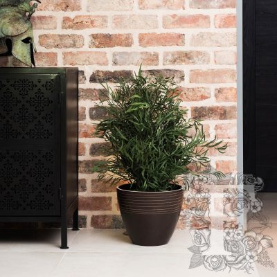 Nicoly Plant