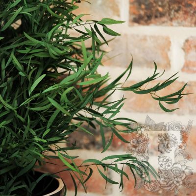 Nicoly Plant