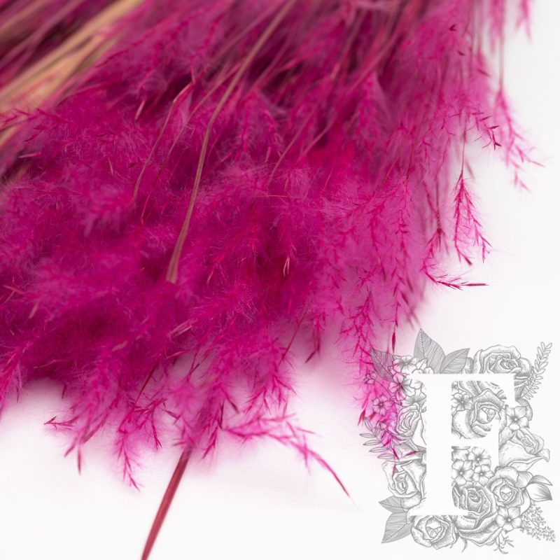 Cerise
