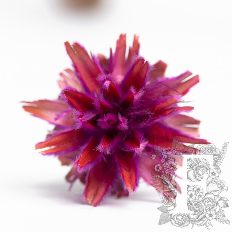 Cerise