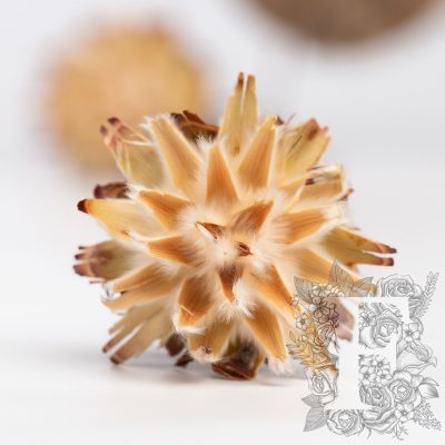 Plumosum Starcone - Pack of 3