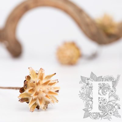 Plumosum Starcone - Pack of 3