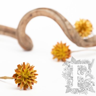 Plumosum - 5 stems - Natural
