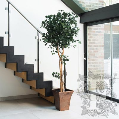 Populus Crown - 2.4 metre